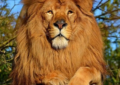 Morphing lion avant