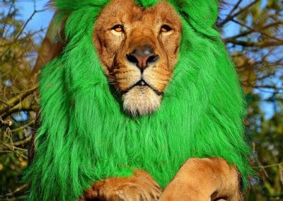 Morphing lion après