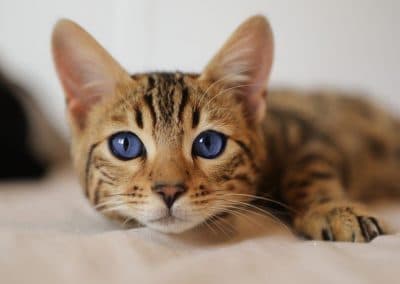 Morphing chat après