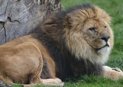 Morphing lion avant