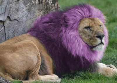 Morphing lion après